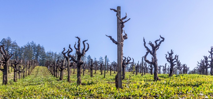 One of many vineyards along Dry Creek Road, in Healdsberg, CA, January 2015