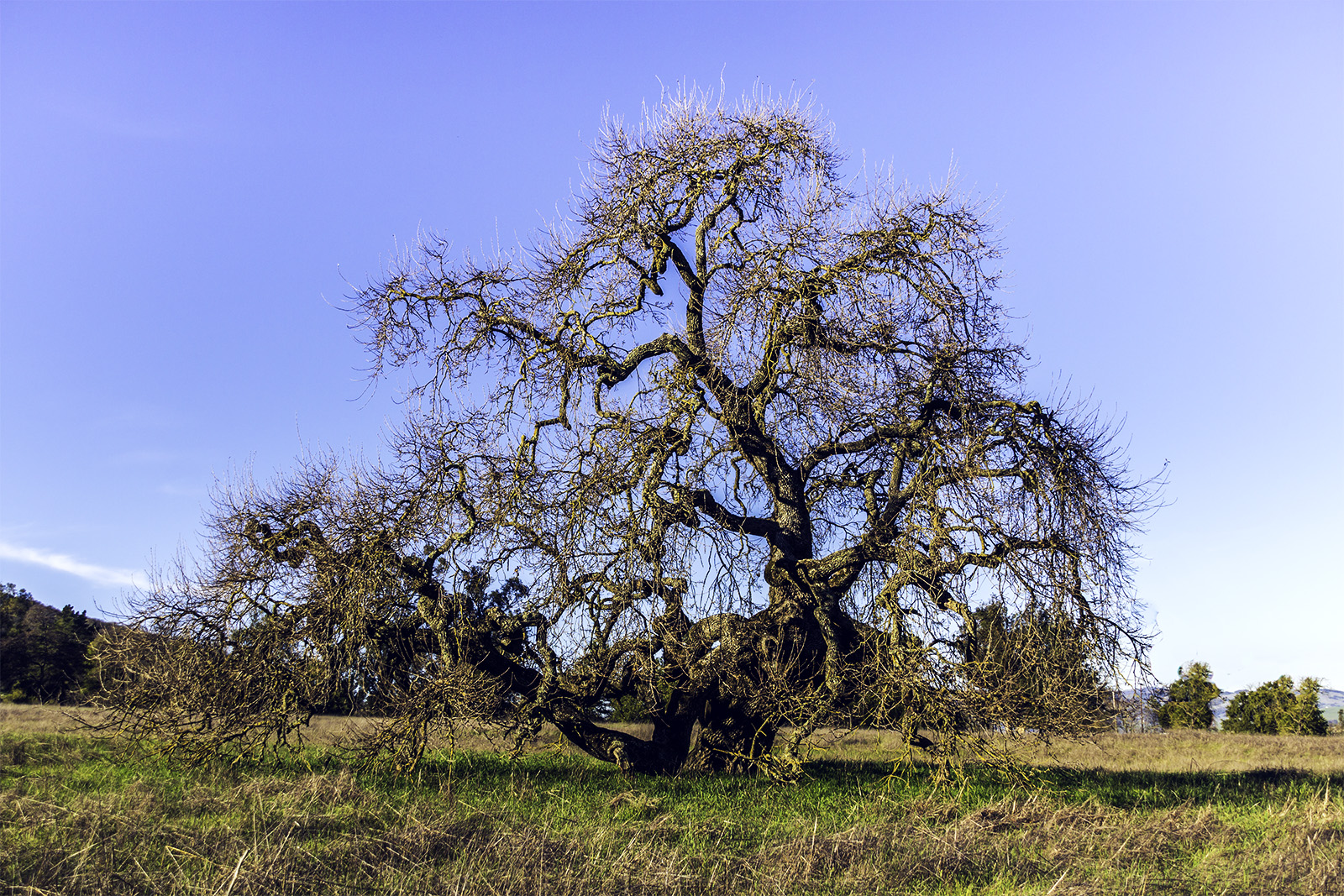 California Live Oak on the grounds of Olompila State Historic Park, Navato, CA, January 31, 2015