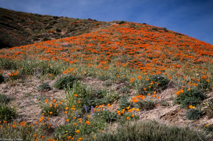 Wild Flowers in Antelope Valley, Los Angeles County, California, U.S.A. February 28, 2016