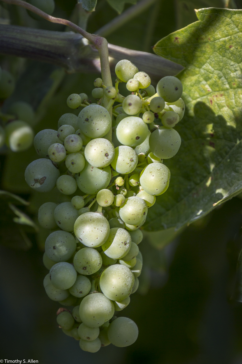 Wine Grapes from Dry Creek Area Sonoma County, California, U.S.A. June 21, 2015