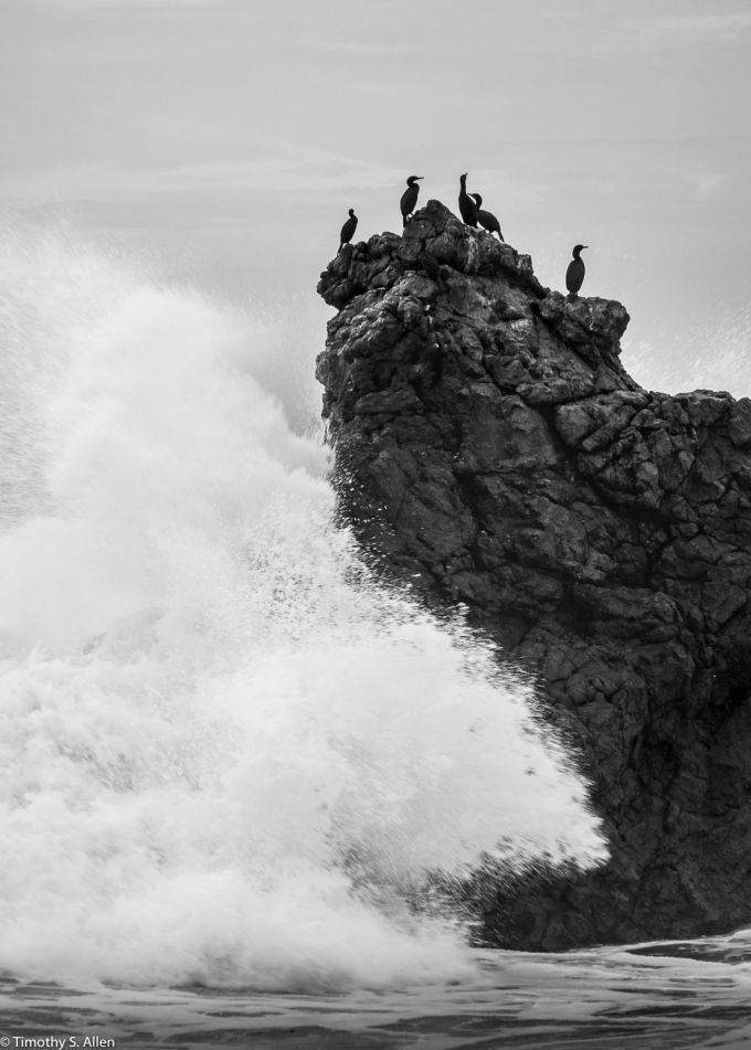 Cormorants on a Rock at Arches Beach CA Hwy 1, Sonoma County, CA, U.S.A. November 22, 2017