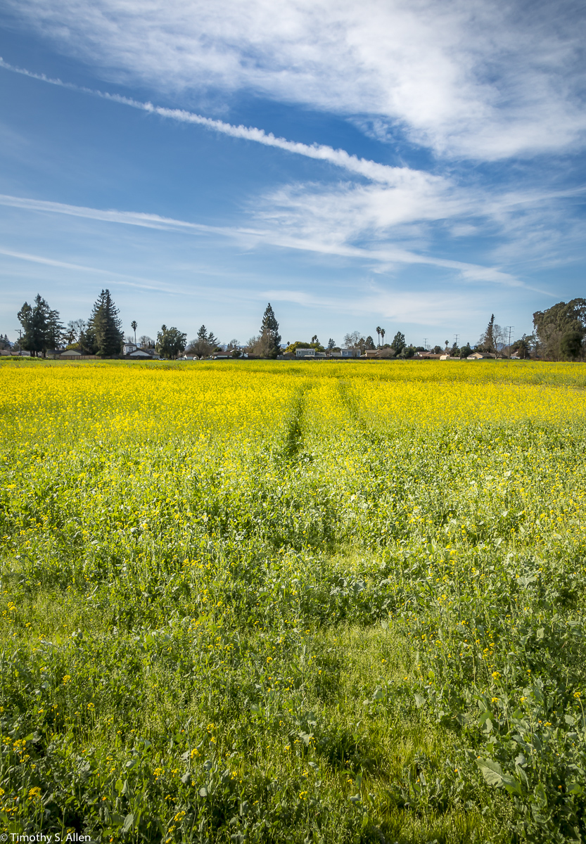 A Field of Mustard 3rd St, Santa Rosa, CA, U.S.A. February 10, 2018