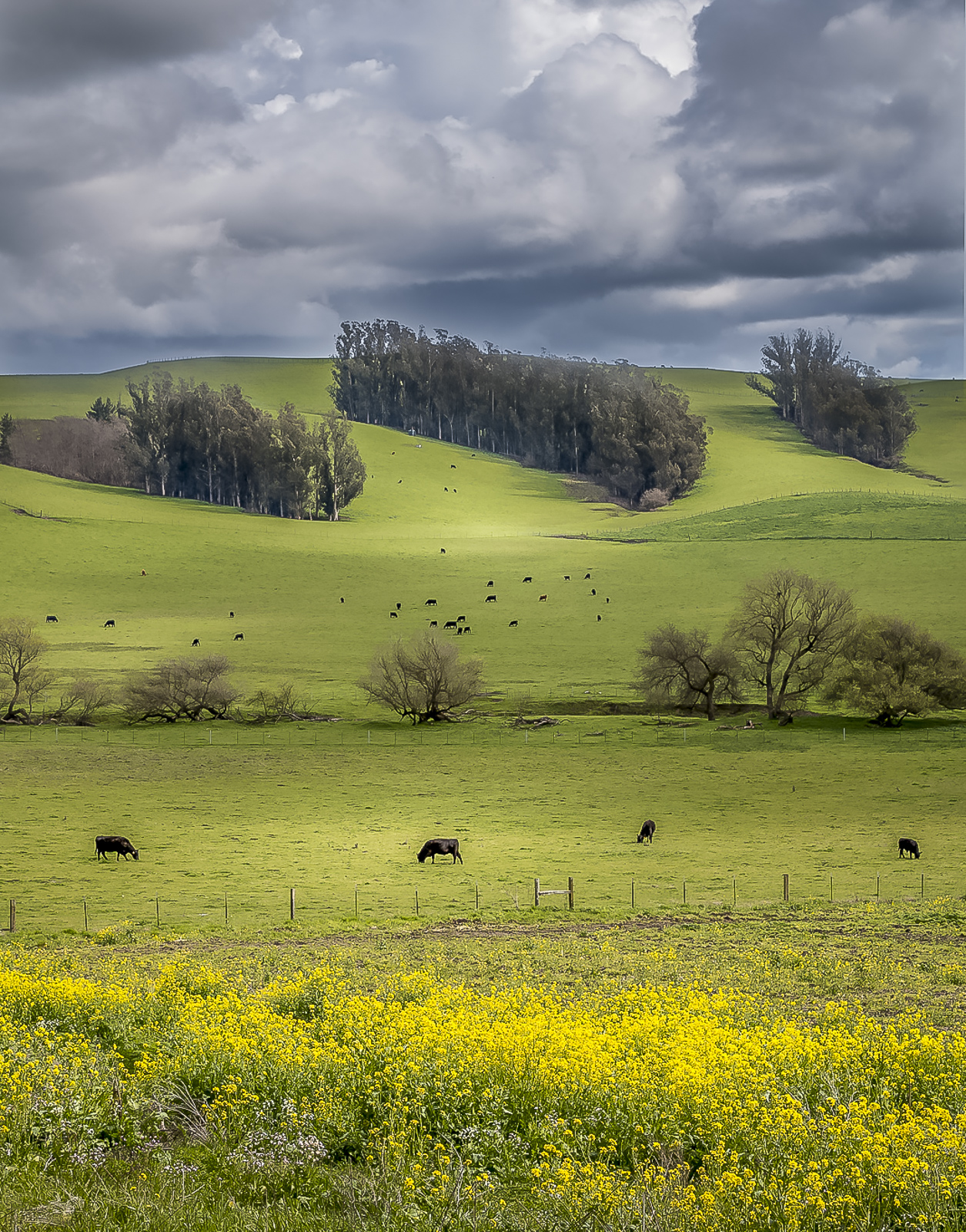 Pasture off of Bloomfield Road in Bloomfield, Sonoma County, California March 17, 2018