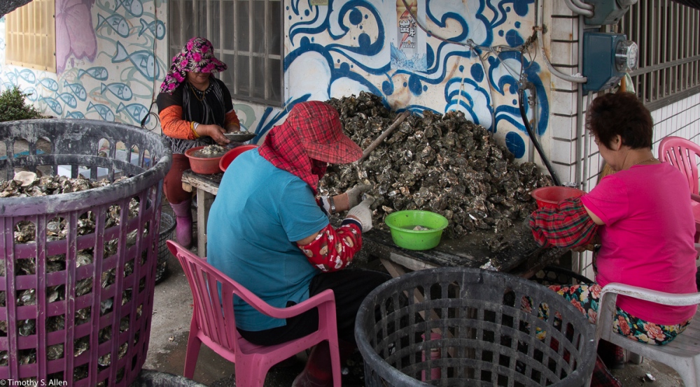 Three women are removing fresh oysters harvested from nearby oyster farms along the western coastline of Taiwan. Two are wearing the traditional hats of villagers in the area. Cheng long Village, Kohou Township, Yunlin County, Taiwan, April 25, 2018