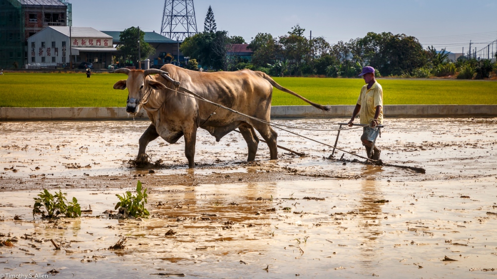 Water buffalo and oxen are now rarely seen in Taiwan plowing rice fields. An article in the March 06, 2017 Taipei Times said that there were about 99 water buffaloes in use in Taiwan in 1915. (http://www.taipeitimes.com/News/taiwan/archives/2017/03/06/2003666239) Now big tractors are commonly seen in the fields of Taiwan This ox was plowing a rice field near Shueilin Township in Yunlin County, Taiwan. May 1, 2018