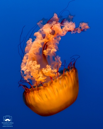 The same jellyfish - color or black and white. I'd welcome your comments. Monterey Aquarium Monterey, CA, U.S.A. June 19, 2018