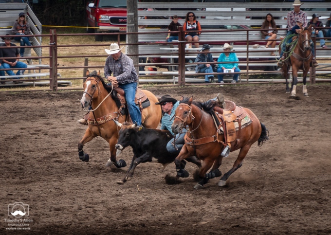 The cowboy in the blue shirt is sliding off his horse and grabbing the black steer. He will move his hands up to grab its horns. He'll try to roll it on to its back. All of this in the shortest time possible. Russian River Rodeo, Duncans Mills, CA, U.S.A. June 24, 2018