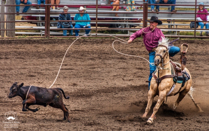 Calf roping, also known as tie-down roping, is a rodeo event that features a calf and a rider mounted on a horse. The goal of this timed event is for the rider to catch the calf by throwing a loop of rope from a lariat around its neck, dismount from the horse, run to the calf, and restrain it by tying three legs together, in as short a time as possible. Russian River Rodeo, Duncans Mills, CA, January 24, 2018.