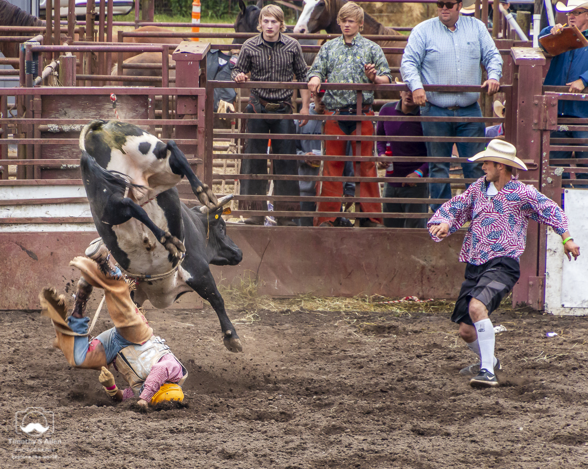 A cowboy falls off a bucking bull as a cowboy clown moves in to distract the bull. Duncans Mills, CA June 28, 2018