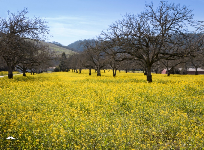 - Mustard in an orchard off of Hwy 12, Sonoma County, California. June 27, 2019.