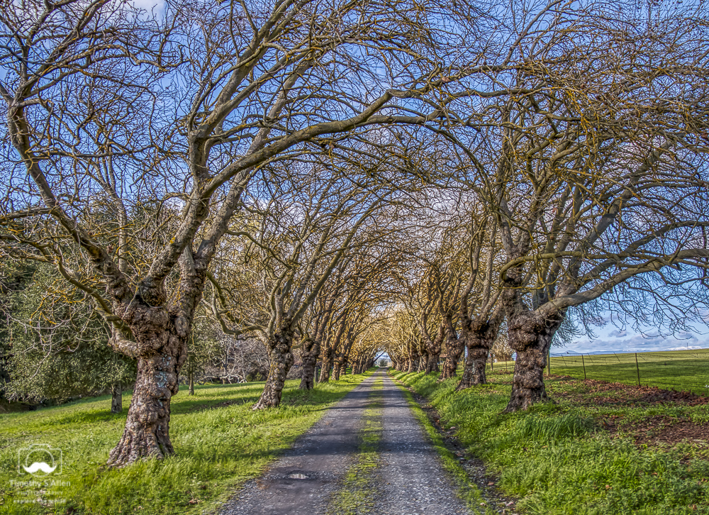 Bare Trees Arch Over a Driveway Blank Road, Sebastopol, Sonoma County, CA February 11, 2019