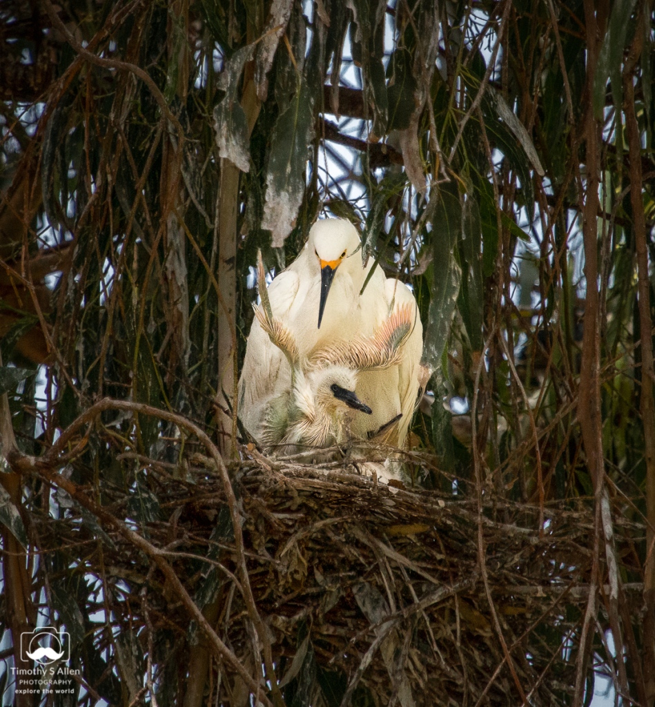 Snowy egret and hatchlings