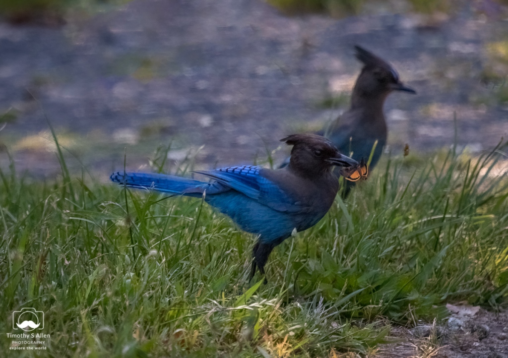 Steller Jay with an insect.